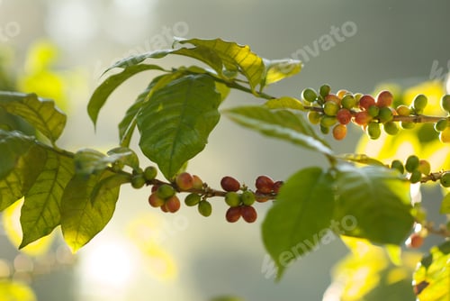 Preview: Closeup of coffee beans on tree branches surrounded by greenery under sunlight in Guatemala