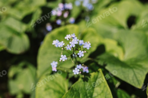 Preview: forget-me-not (myosotis sylvatica) flowers. first bright blue blooming little wildflowers in full bl