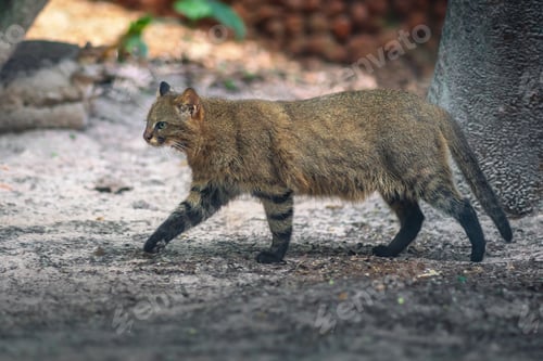 Preview: Pampas Cat (Leopardus colocolo) - South American feline