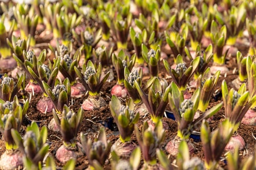 Preview: Field of spring flowers hyacinth