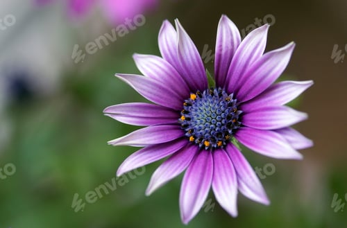Preview: Beautiful daisy flower on natural background