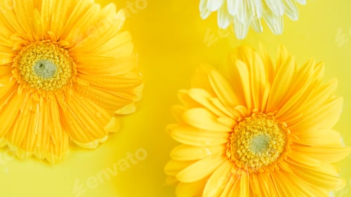 Preview: Yellow beautiful gerbera flowers frame on monochrome background in water