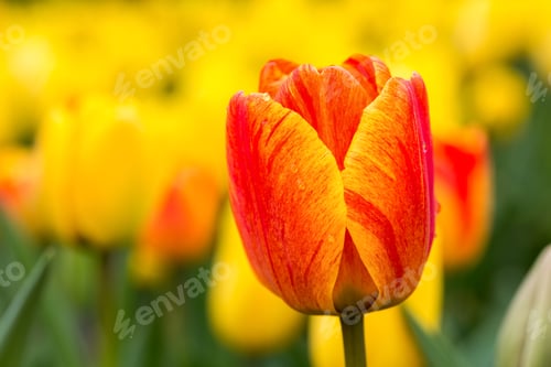 Preview: tulip blooming closeup in beautiful spring