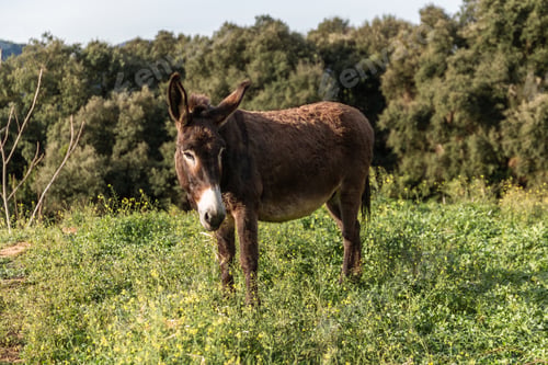 Preview: Donkey standing outdoors in the field on a sunny day.