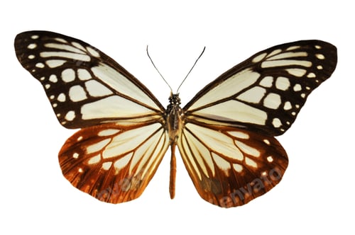 Preview: black and white butterfly