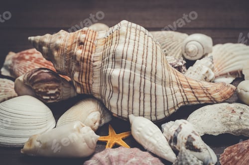 Preview: seashells over brown wooden background