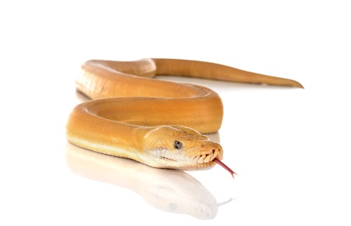 Preview: Reticulated python in studio