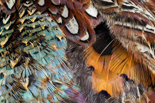 Preview: colored pheasant feathers with a visible texture. background