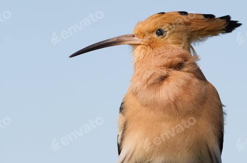 Preview: Hoopoe, Upupa epops. Close-up on a sky background