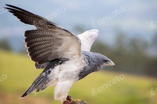 Preview: American Bald Eagle landing in Otavalo, Ecuador