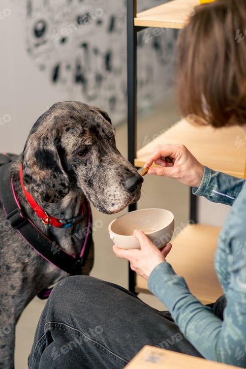 Preview: Great Dane stay and begs for food from a girl; the girl stretches out her hands to the dog feed him