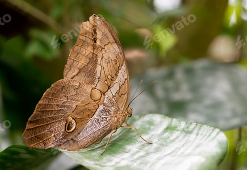 Preview: morpho