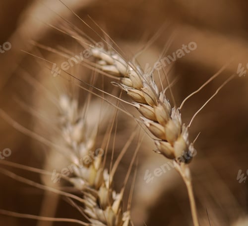 Preview: Closeup of wheat