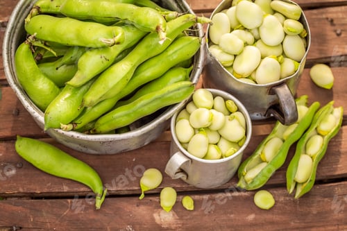Preview: Healthy broad beans in a small greenhouse