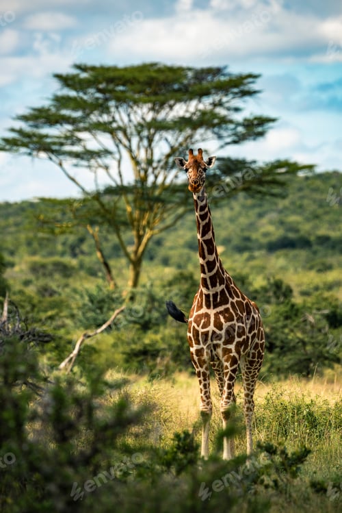 Preview: Reticulated Giraffe (Giraffa camelopardalis reticulata) at Sosian Ranch, Laikipia County, Kenya
