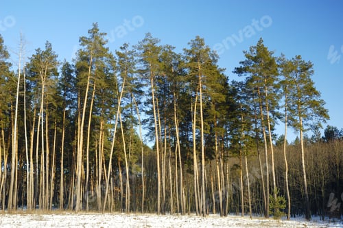 Preview: Tall smooth snowy pines stand on edge of forest