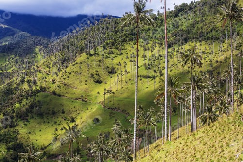 Preview: Cocora