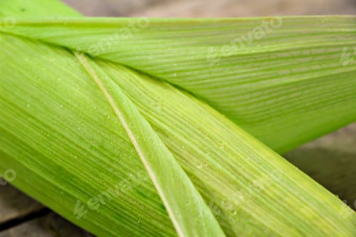 Preview: Fresh yellow corn on a wooden background