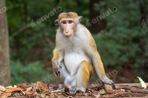 Preview: A hilarious looking monkey sitting relaxed between fresh jungle leaves.