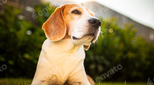 Preview: Close up of tri colour Beagle hound dog resting in shade