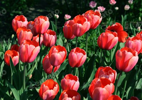Preview: beautiful tulips