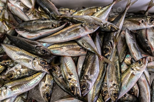 Preview: Freshly caught fish displayed at a local market in the early morning hours