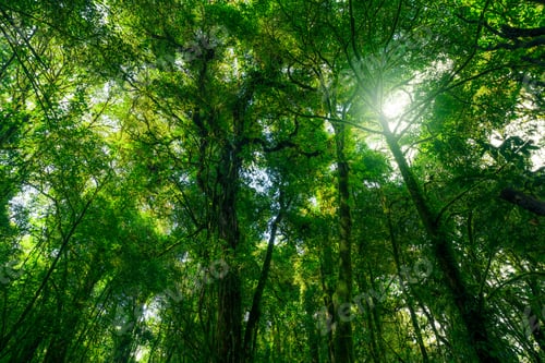 Preview: Looking up view of tree trunk to green leaves of tree in forest with sun light. Fresh environment