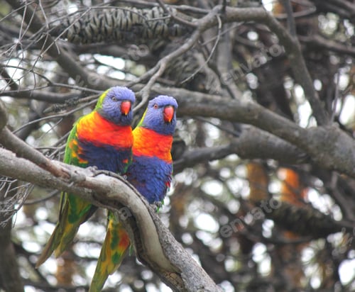 Preview: A pair of rainbow lorikeets sitting on a tree branch