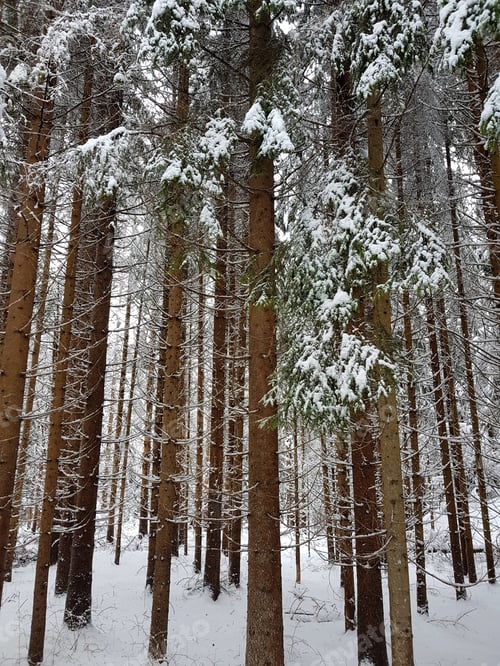 Preview: Tree trunks in dense snowy forest in winter.