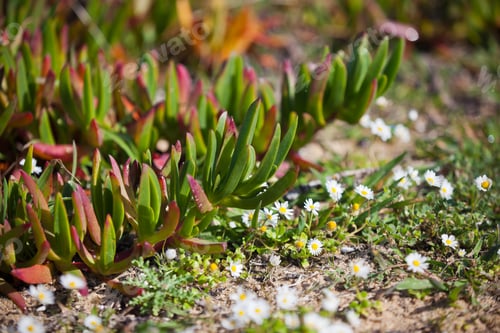 Preview: Succulent Plants and Daisies Closeup at Portugal Ocean Coast