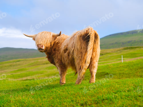 Preview: Highland bull in a meadow. Faroe Islands, Denmark. View of the field and animal.