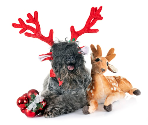 Preview: Kerry Blue Terrier