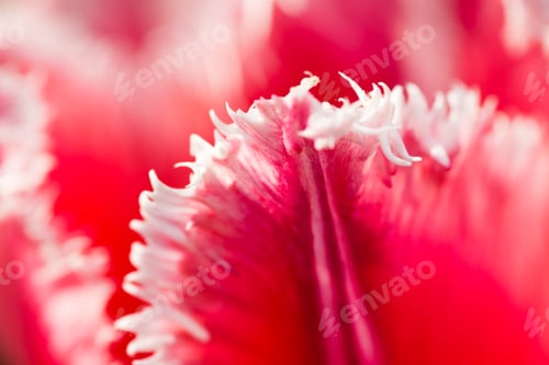 Preview: Tulip close-up shot