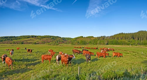 Preview: Brown cow - all brown