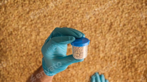 Preview: Collection of grain samples for further analysis