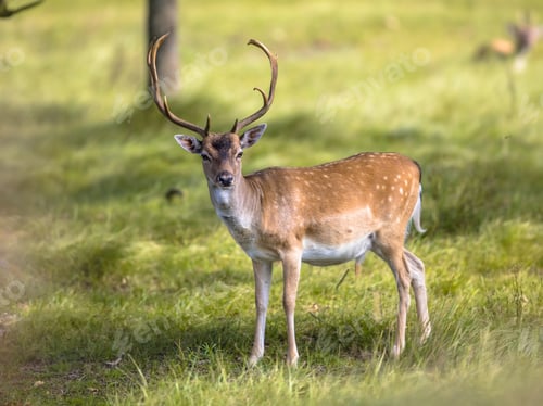 Preview: Fallow deer male with stags in rutting season
