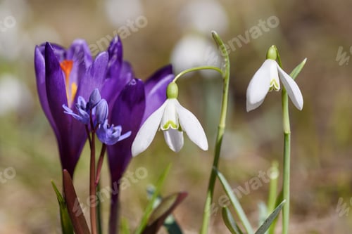 Preview: First spring flowers
