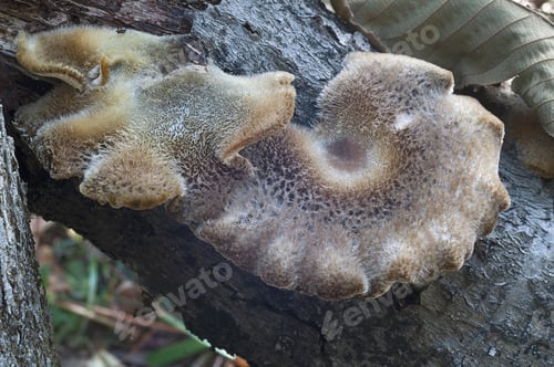 Preview: Winter Polypore Fungus (Polyporus Brumalis)