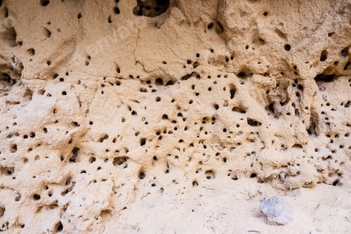 Preview: Detail of the side of a hill full of holes made by insects to build their nests.