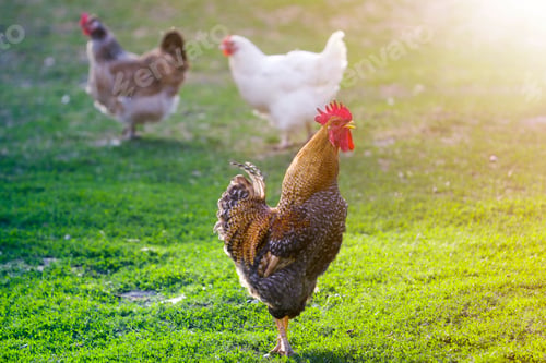 Preview: Group of grown healthy white hens and big brown rooster feeding on fresh first green grass