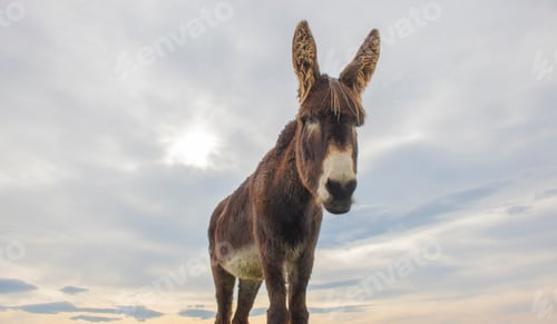 Preview: Portrait of donkey on a farm with overcast sunset sky.