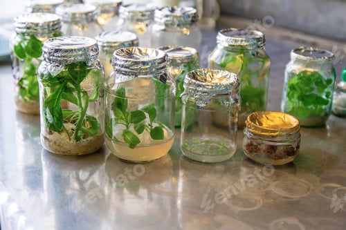 Preview: laboratory jars with plants. Selective focus.
