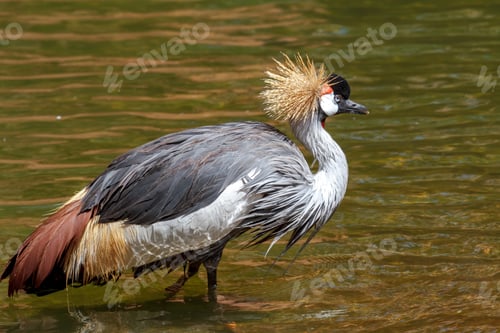 Preview: Beautiful grey crowned Common crane (Grus Grus)