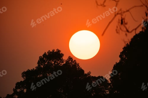 Preview: Sunset tree silhouette in nature wellness concept peaceful outdoor environment relaxation calm spa