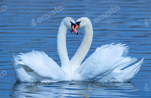 Preview: Mute swan, Cygnus olor. A male and a female. The dance of love