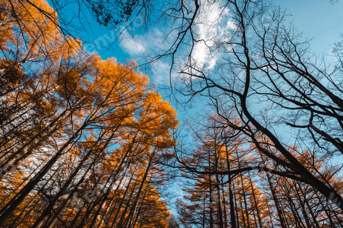 Preview: landscape in beautiful forest with colorful trees. Leaves of fall in nature. Autumn season in Japan