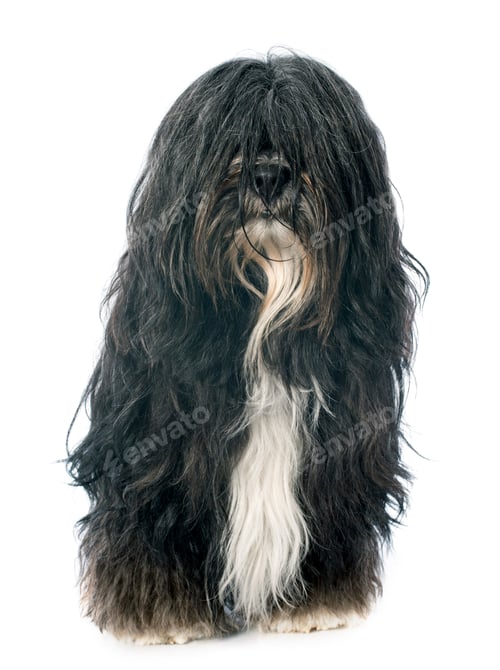 Preview: Tibetan terrier