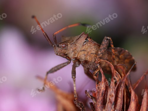 Preview: Dock bug in decayed flower