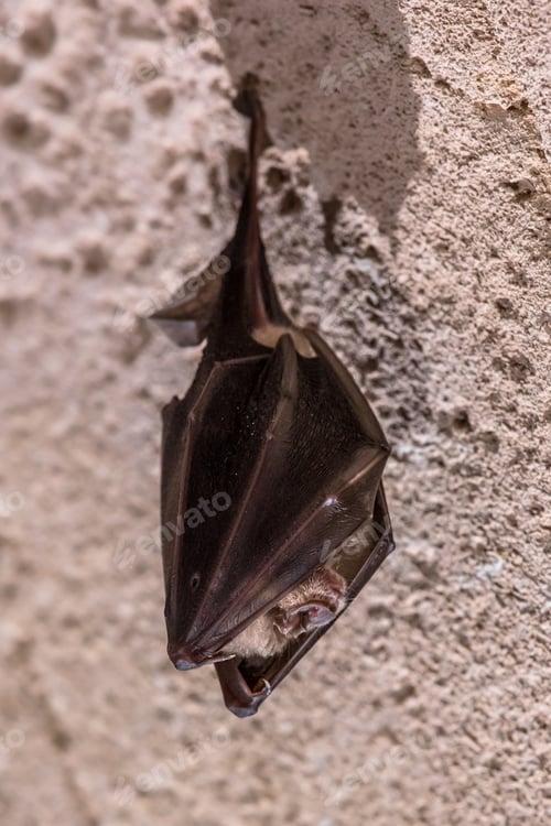 Preview: Greater horseshoe bat hanging folded
