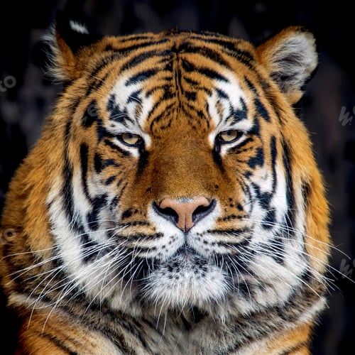 Preview: Tiger portrait on black background